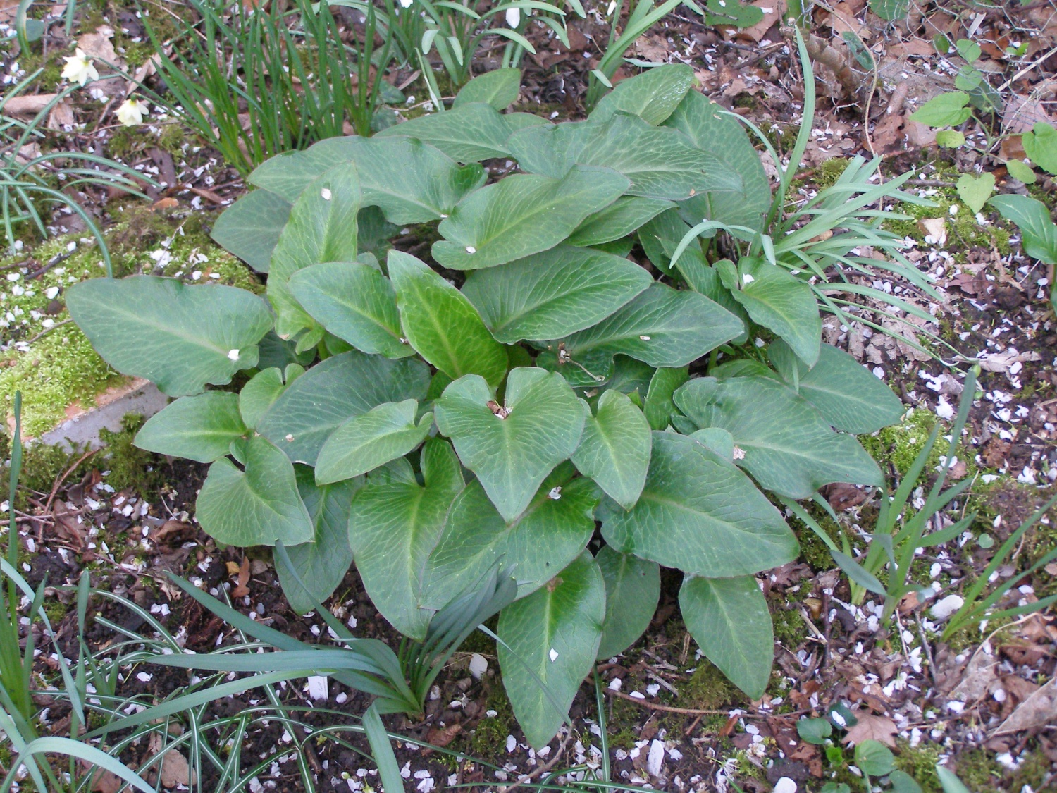 Arum Pictum, Green